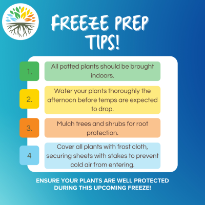 Texas Freeze Prep tips to keep shrubs and trees protected.