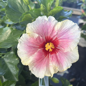 Americas Sweetheart Hibiscus