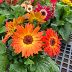 Gerbera Daisy