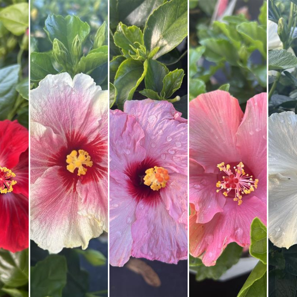Hollywood Hibiscus