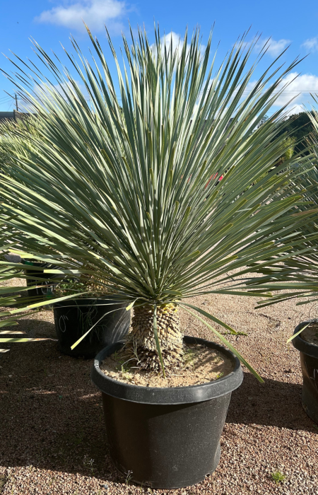 Beaked Yucca- Yucca rostrata
