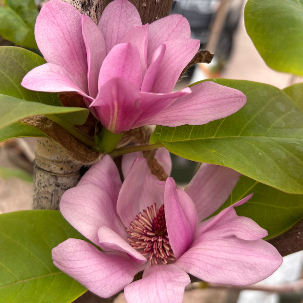 Magnolias at Newton Nurseries