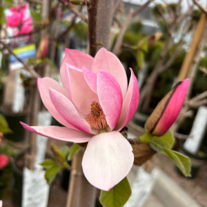 Rose Marie Magnolia