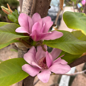 Vulcan Magnolia